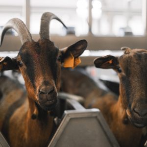 Qurbani - Goat / Sheep