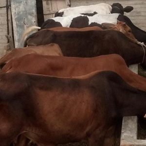 Qurbani - 1 Part Cow